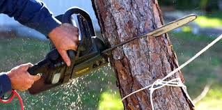 Professional Tree Services in Heceta Beach, OR