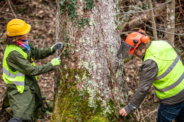  Heceta Beach, OR Tree Services Pros